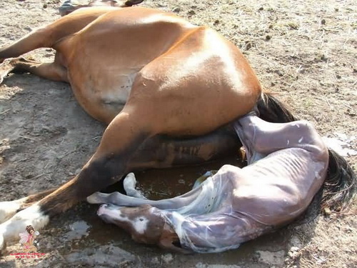 Birth Of A Horse