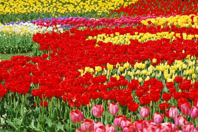 สวนดอกทิวลิปที่ Everland เกาหลีใต้