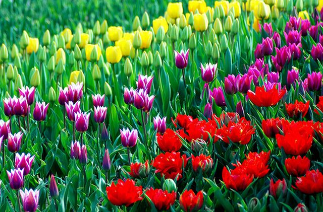 สวนดอกทิวลิปที่ Everland เกาหลีใต้