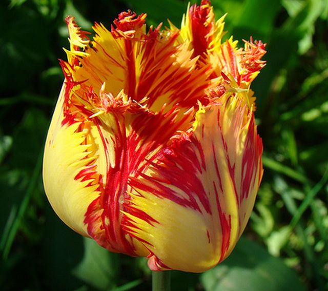 ทิวลิปปลายกลีบรุ่งริ่ง (fringed tulip) # 1