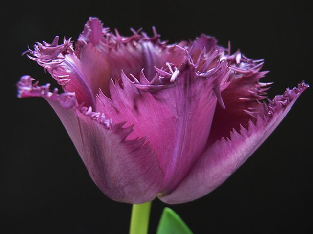 ทิวลิปปลายกลีบรุ่งริ่ง (fringed tulip) # 1