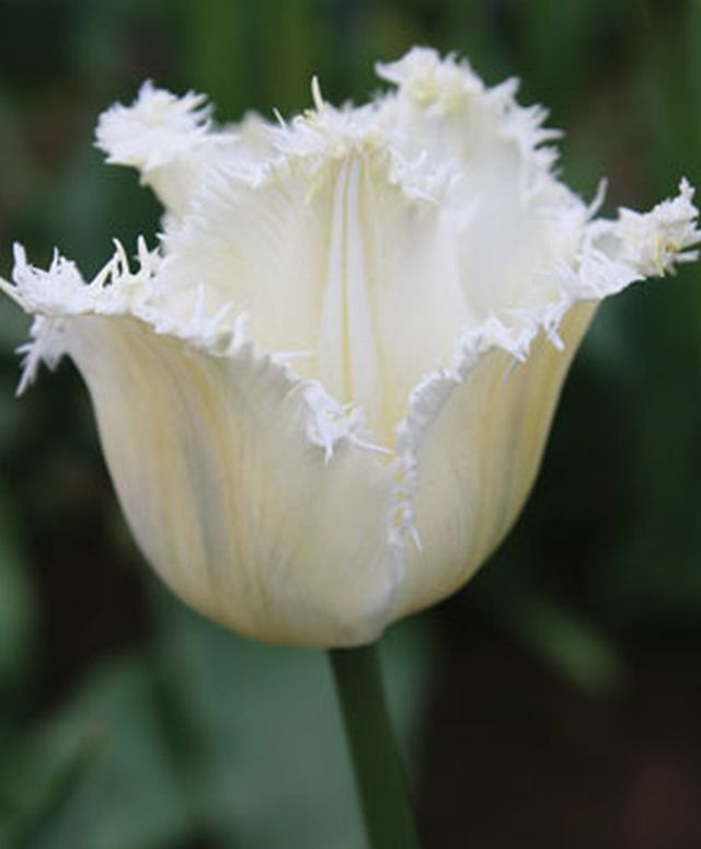 ทิวลิปปลายกลีบรุ่งริ่ง (fringed tulip) # 1