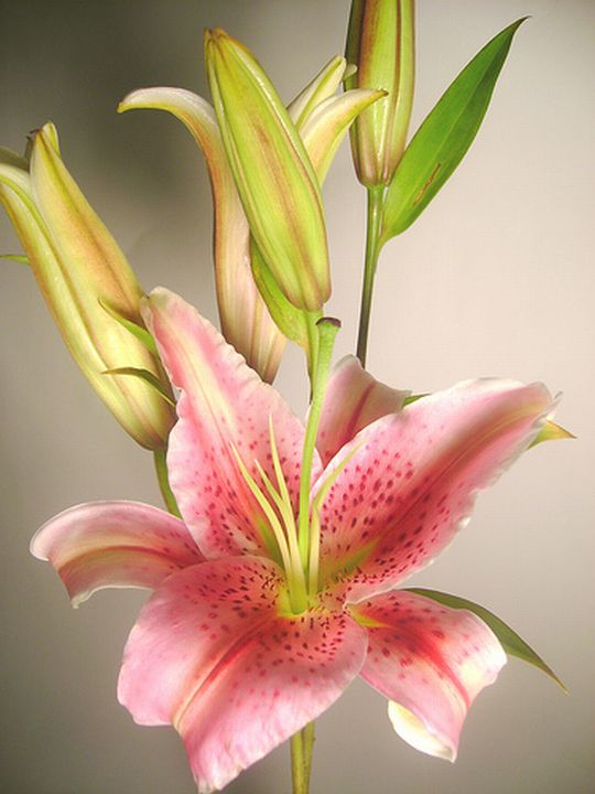 Stargazer Lily