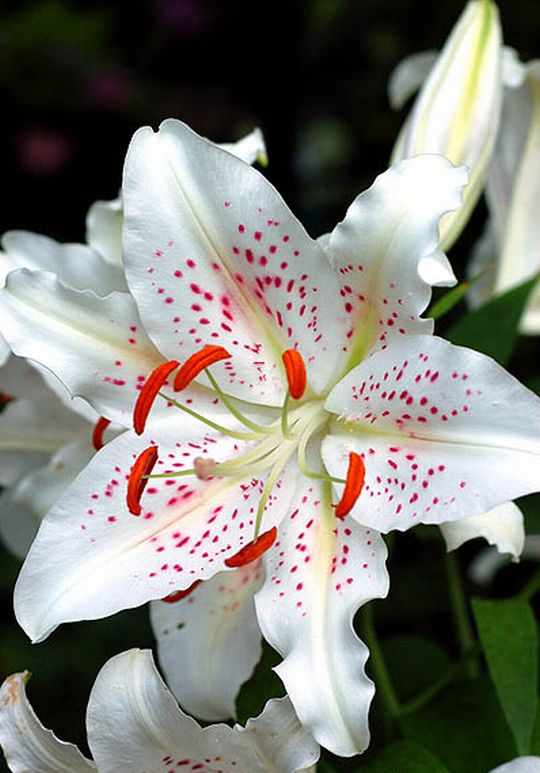 Stargazer Lily