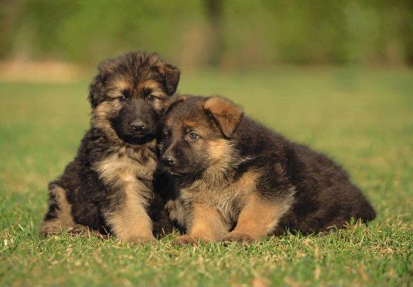 4. Alsatian puppies