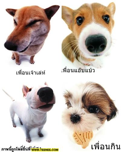  	 เพื่อนแบบหมาหมา