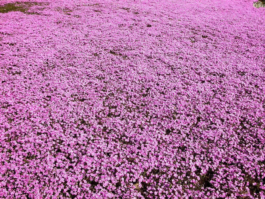 พรมดอกไม้ (Moss Phlox)