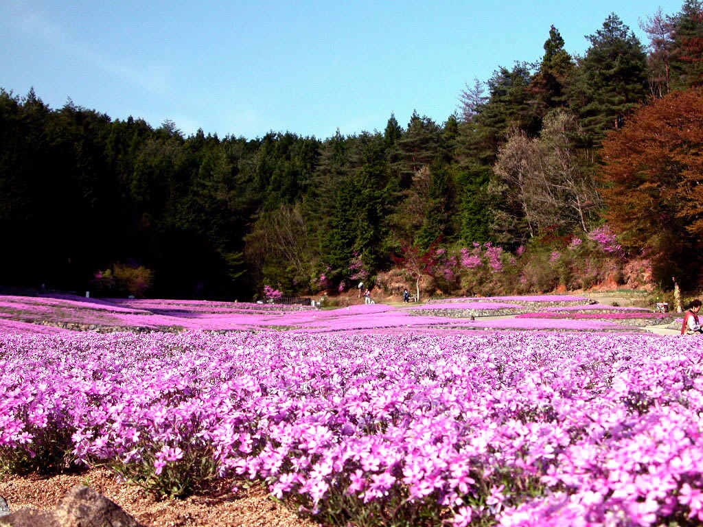 พรมดอกไม้ (Moss Phlox)