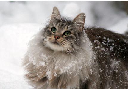 ผมชื่อ...นอร์เวเจียนฟอเรสต์ (Norwegian Forest) ฮับ