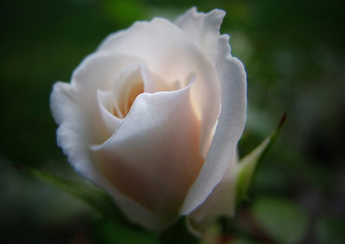 ~The beauty of White Queen~