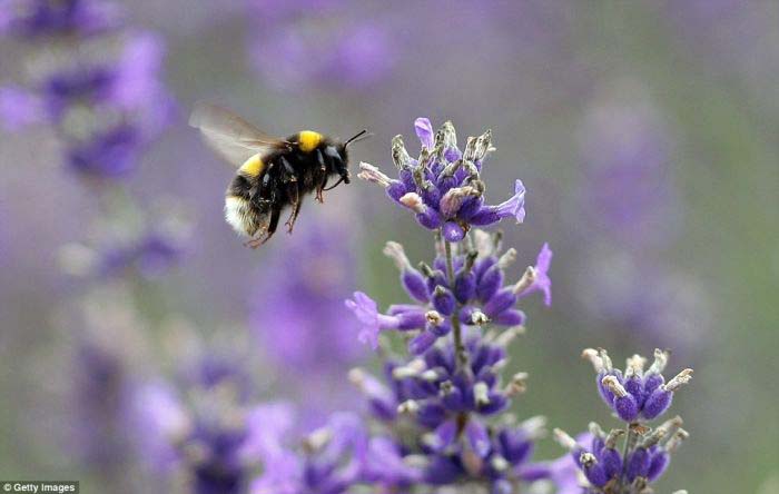 lAVENdER