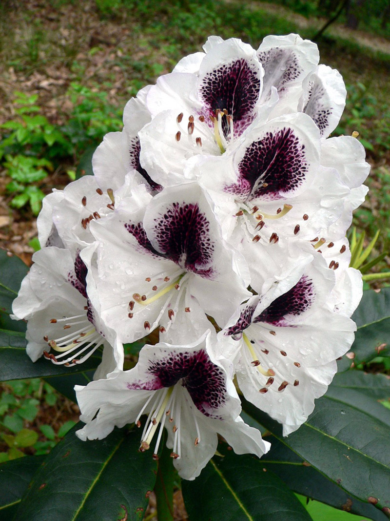 กุหลาบพันปี (Rhododendron) •°•.° ღღღ 2 ฉบับแก้ไขค่ะ