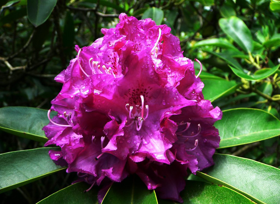 กุหลาบพันปี (Rhododendron) •°•.° ღღღ 2 ฉบับแก้ไขค่ะ