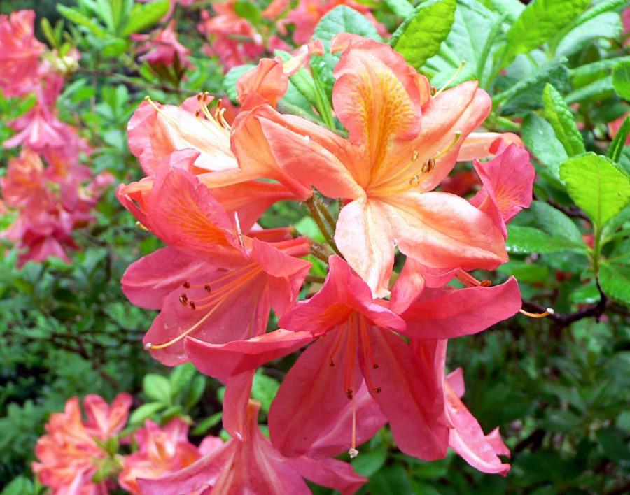 กุหลาบพันปี (Rhododendron) •°•.° ღღღ 2 ฉบับแก้ไขค่ะ