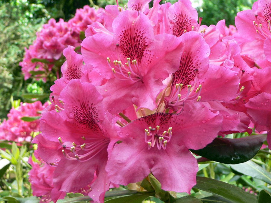 กุหลาบพันปี (Rhododendron) •°•.° ღღღ 2 ฉบับแก้ไขค่ะ