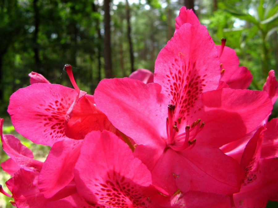 กุหลาบพันปี (Rhododendron) •°•.° ღღღ 2 ฉบับแก้ไขค่ะ