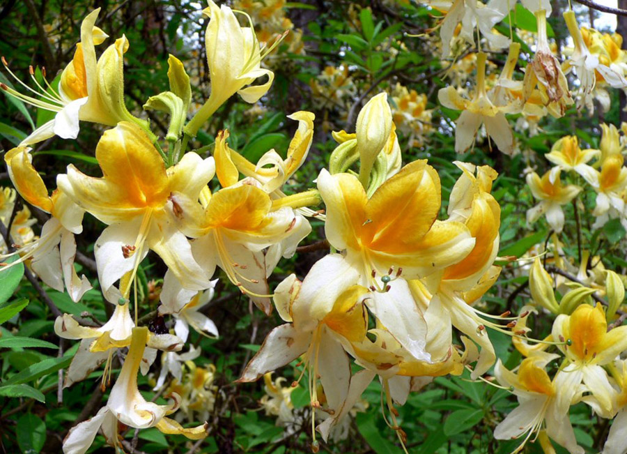 กุหลาบพันปี (Rhododendron) •°•.° ღღღ 2 ฉบับแก้ไขค่ะ