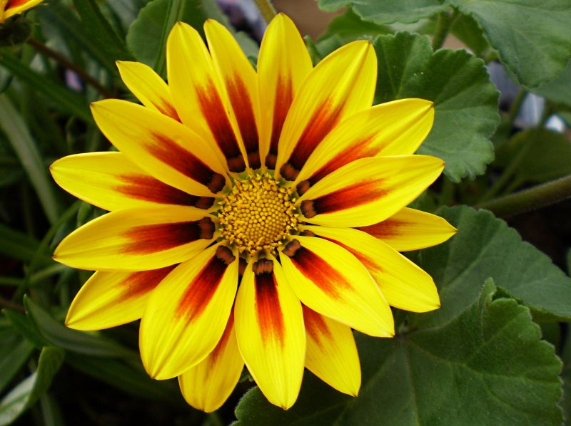 ดอก Gazania สีสดใส