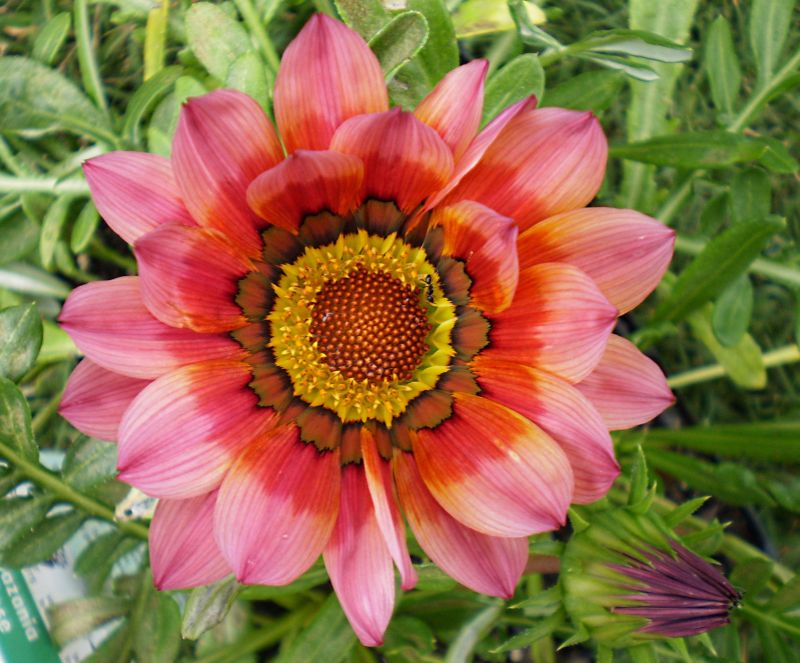 ดอก Gazania สีสดใส