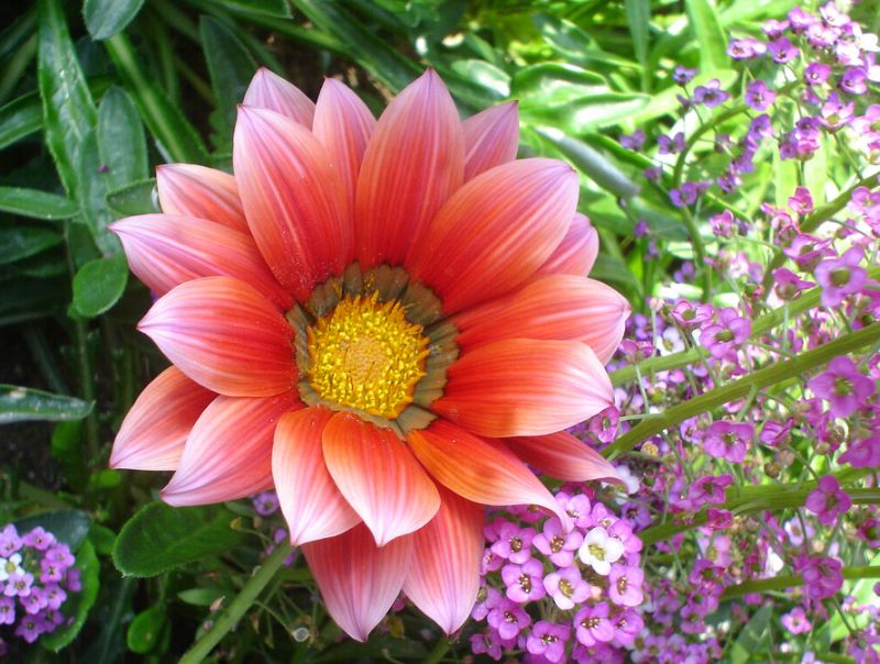 ดอก Gazania สีสดใส