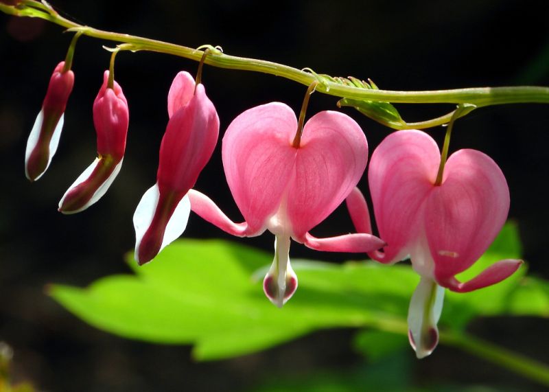 ดอกไม้กับหัวใจสีชมพู (Pink Bleeding heart)