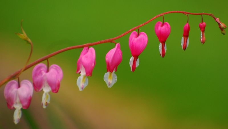 ดอกไม้กับหัวใจสีชมพู (Pink Bleeding heart)