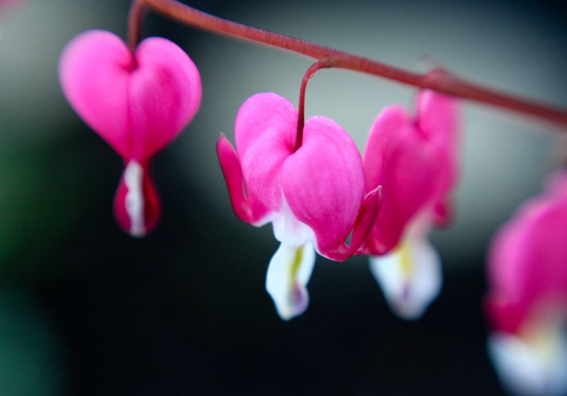 ดอกไม้กับหัวใจสีชมพู (Pink Bleeding heart)