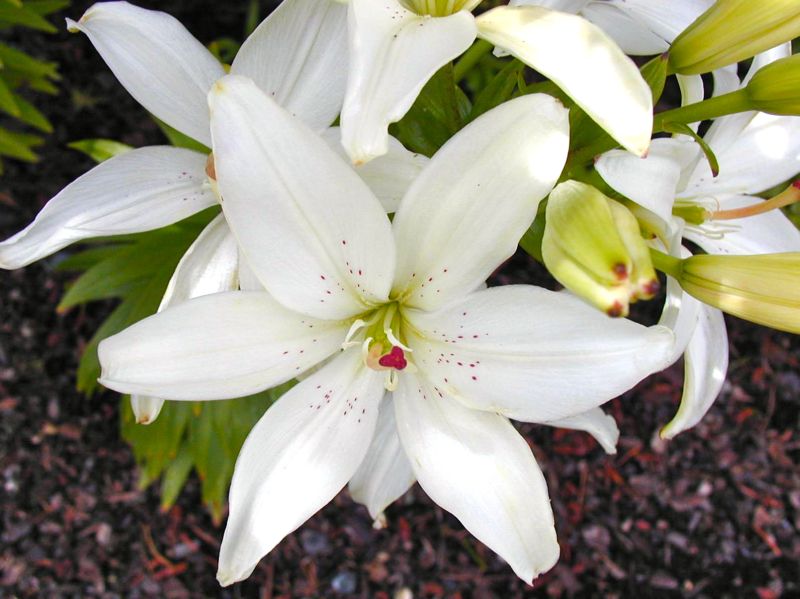 ***Asiatic Lily***