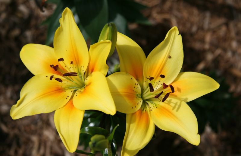 ***Asiatic Lily***