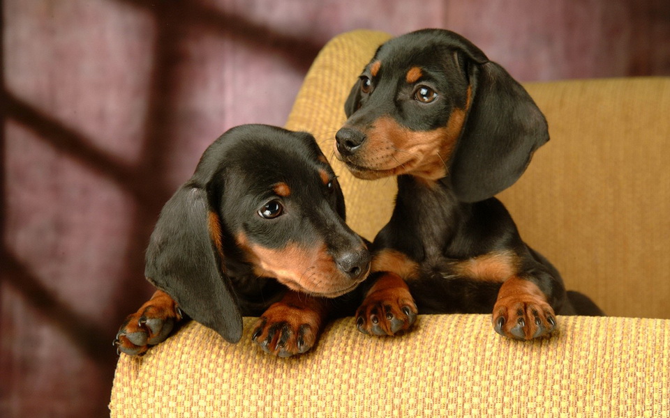 * ~ Lovely Dachshund ~ *