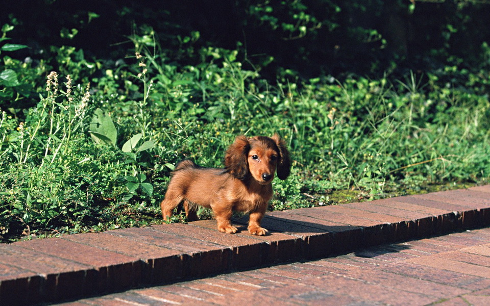 * ~ Lovely Dachshund ~ *