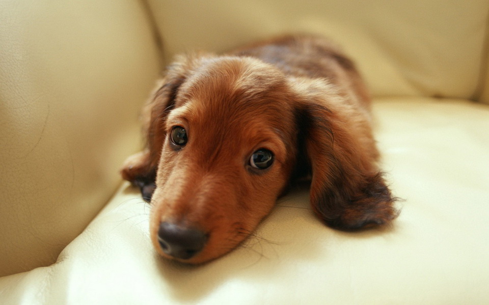 * ~ Lovely Dachshund ~ *