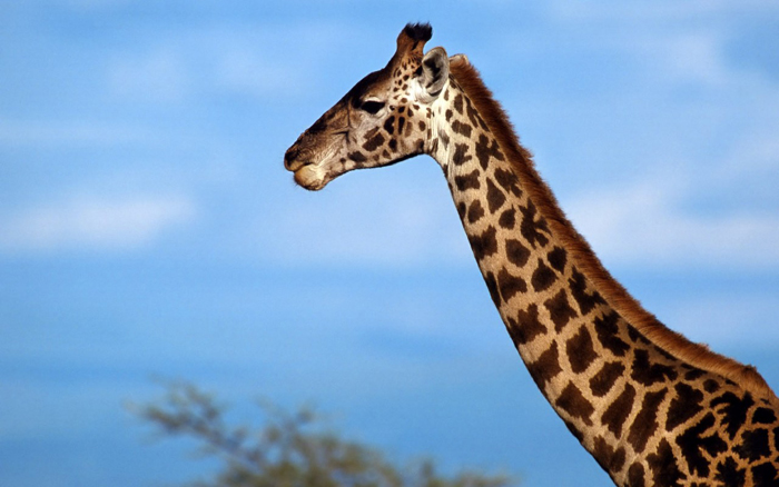 Giraffe •°•.° ღ. 2