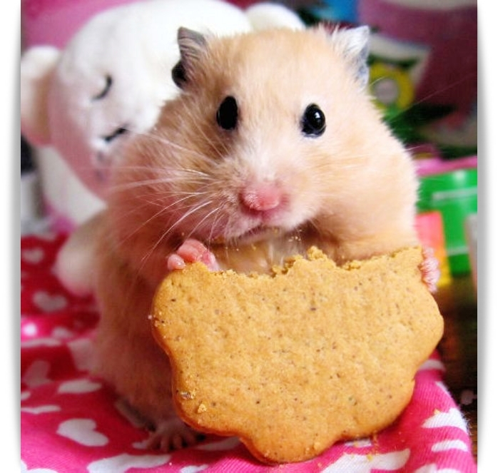 ♥ Cutie Hamster ♥ 