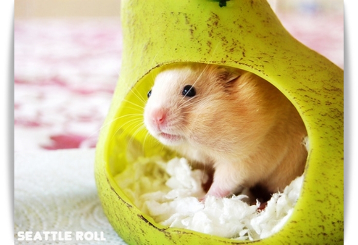 ♥ Cutie Hamster ♥ 