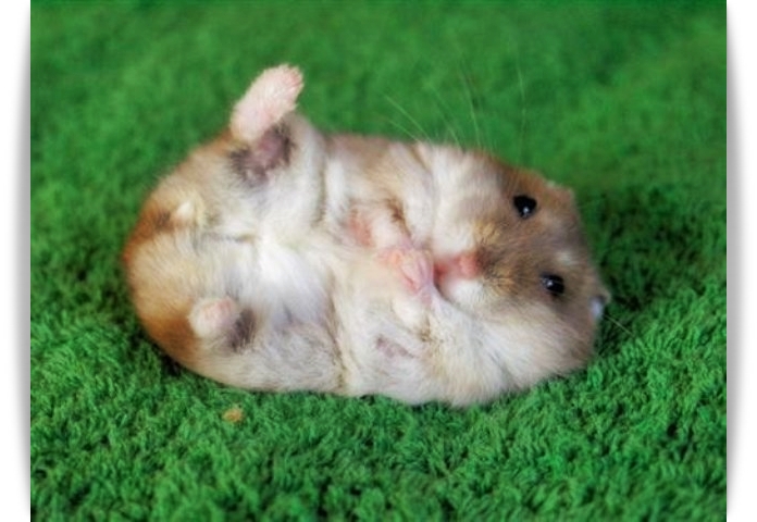 ♥ Cutie Hamster ♥ 