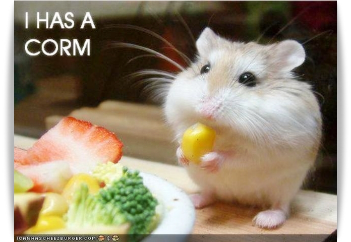 ♥ Cutie Hamster ♥ 