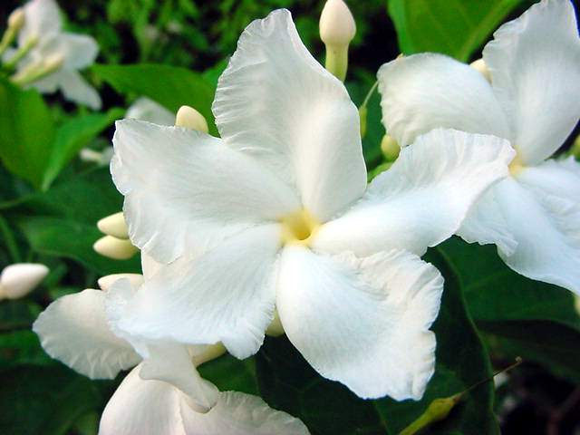 ดอกไม้ไทยมีกลิ่นหอม 2