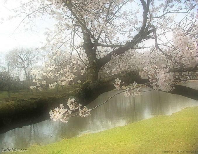 •°o.O Sakura Season in Japan O.o°•