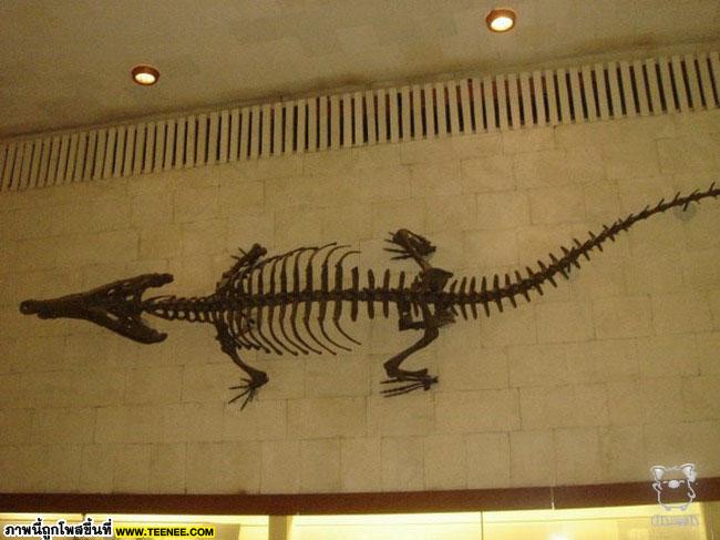 Paleontological Museum 