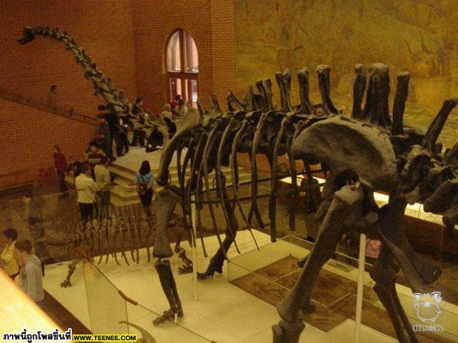 Paleontological Museum 