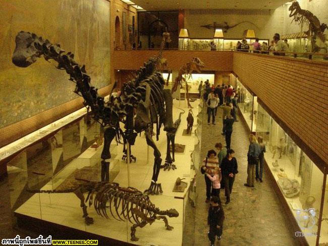 Paleontological Museum 