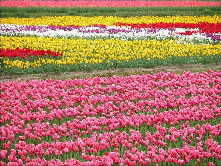 Beautiful Tulip Fields