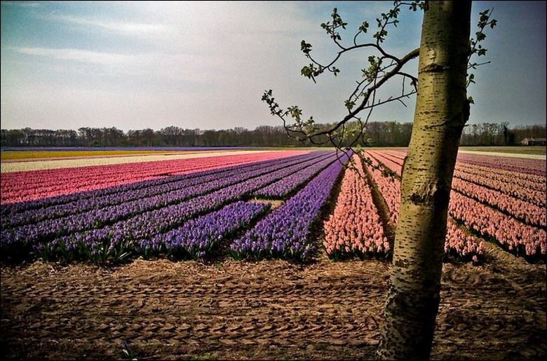 Beautiful Tulip Fields