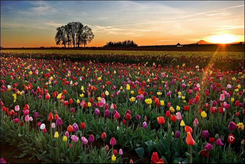 Beautiful Tulip Fields