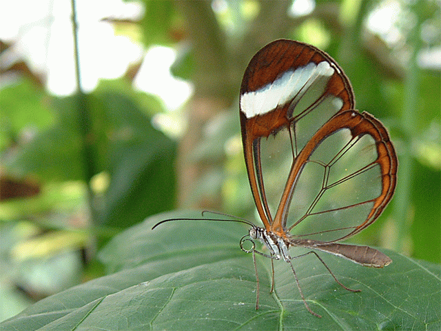 Transparent Butterfly‏