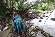 สะพานรากไม้ที่อินโดนีเซีย 