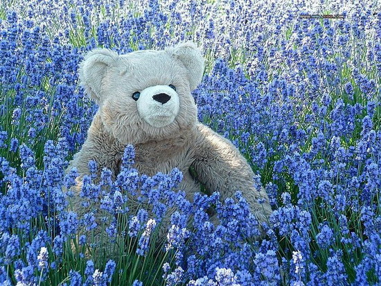 ~Teddy on Garden~