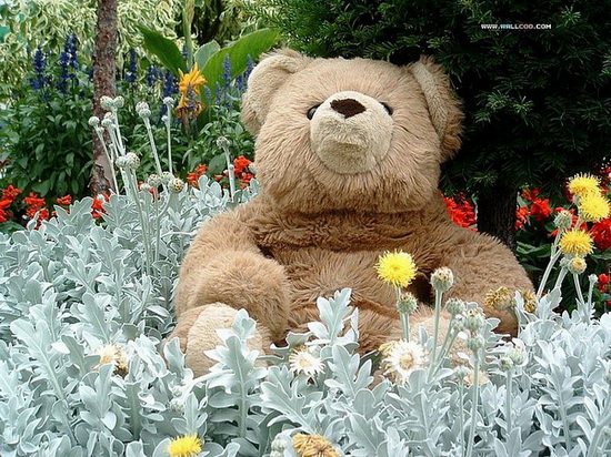 ~Teddy on Garden~
