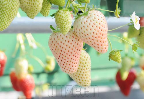 White Strawberry